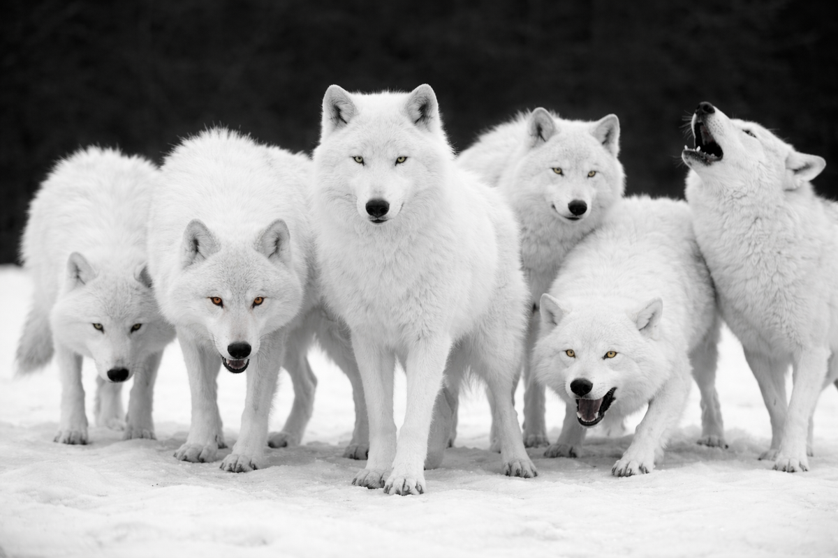 Vox Populi - Vox Dei