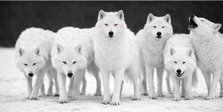 C-9 Français vs Anglais