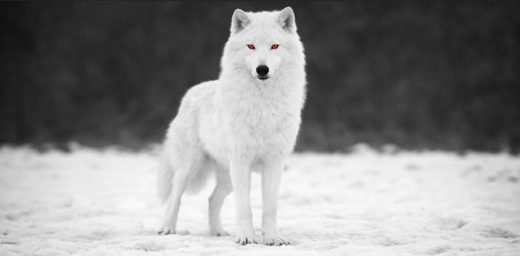 Bill C-9 – A few words