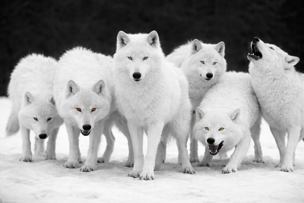 Vox Populi - Vox Dei